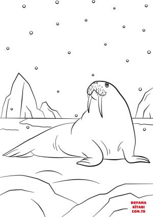 Deniz Aygırı boyama sayfası, Walrus coloring page, , walrus cartoon walrus 