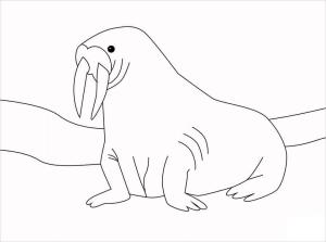 Deniz Aygırı boyama sayfası, Walrus coloring page, , 