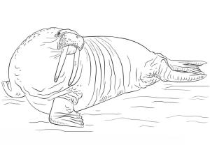 Deniz Aygırı boyama sayfası, Walrus coloring page, , 