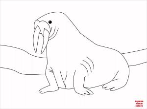 Deniz Aygırı boyama sayfası, Walrus coloring page, , walrus walrus 