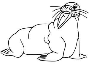 Deniz Aygırı boyama sayfası, Walrus coloring page, , 