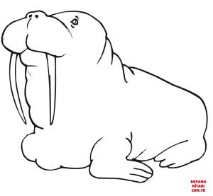 Deniz Aygırı boyama sayfası, Walrus coloring page, , walrus fat walrus 