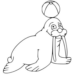 Deniz Aygırı boyama sayfası, Walrus coloring page, , 