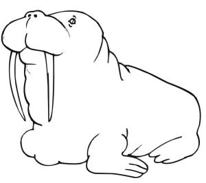 Deniz Aygırı boyama sayfası, Walrus coloring page, , 