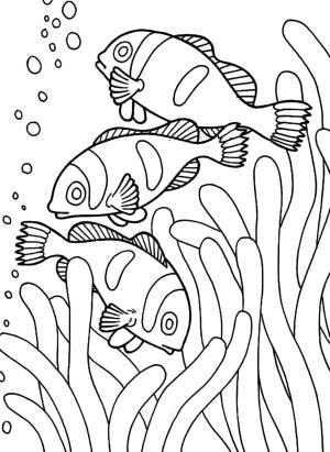 Deniz Canlılar boyama sayfası,  coloring page, Alglerde yiyecek bulmak, 