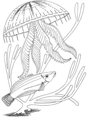 Deniz Canlılar boyama sayfası,  coloring page, Denizin temsilcileri, 