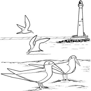 Deniz Feneri boyama sayfası,  coloring page, Martılar ve Deniz Feneri, 