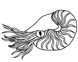 Deniz Hayvanları boyama sayfası,  coloring page, Notilus, 