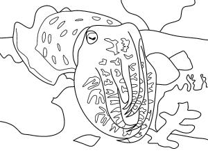 Deniz Hayvanları boyama sayfası,  coloring page, , 