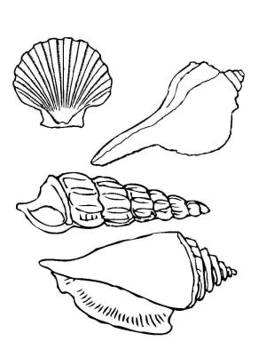 Deniz Kabuğu boyama sayfası,  coloring page, Deniz Kabukları ve Salyangoz Kabukları, 