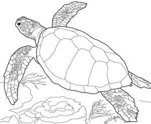 Deniz Kaplumbağası boyama sayfası,  coloring page, Loggerhead Deniz Kaplumbağası, 