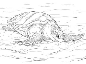 Deniz Kaplumbağası boyama sayfası,  coloring page, Olive Ridley Deniz Kaplumbağası Sevimli, 