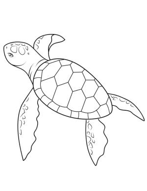 Deniz Kaplumbağası boyama sayfası,  coloring page, , 