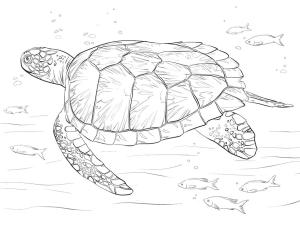 Deniz Kaplumbağası boyama sayfası,  coloring page, , 