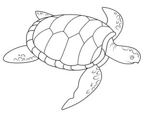 Deniz Kaplumbağası boyama sayfası,  coloring page, , 