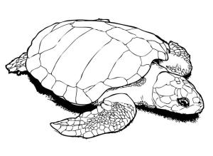 Deniz Kaplumbağası boyama sayfası,  coloring page, Olive Ridley Deniz Kaplumbağası, 