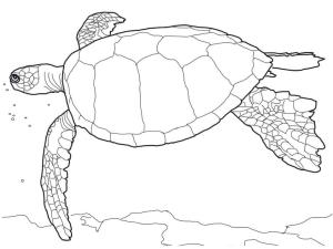 Deniz Kaplumbağası boyama sayfası,  coloring page, , 