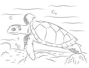 Deniz Kaplumbağası boyama sayfası,  coloring page, , 