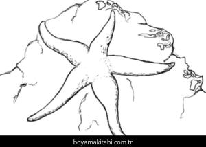Deniz Yıldızı boyama sayfası – eğlenceli etkinlik, el becerilerini geliştirir