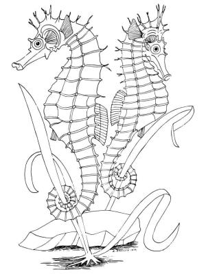 Denizatı boyama sayfası,  coloring page, İki Denizatı yüzüyor, 