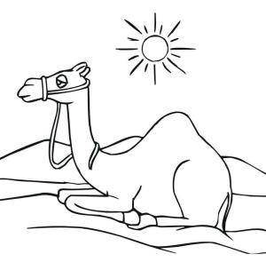 Deve boyama sayfası, Camel coloring page, Güneşle Oturan Deve, 