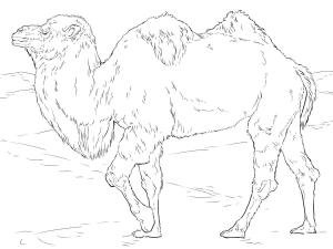 Deve boyama sayfası, Camel coloring page, Gerçekçi Baktriya Devesi, 