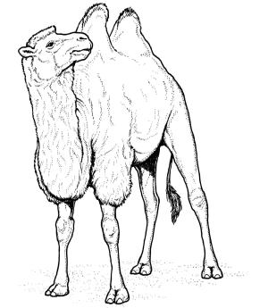 Deve boyama sayfası, Camel coloring page, , Camels Two Humped Bactrian Camel