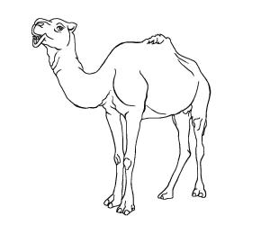 Deve boyama sayfası, Camel coloring page, Komik Deve, 