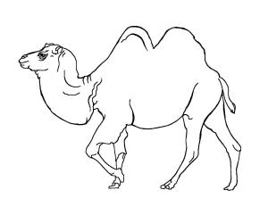 Deve boyama sayfası, Camel coloring page, Deve Kervanı, 