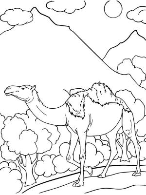 Deve boyama sayfası, Camel coloring page, Yazdırılabilir Deve, 