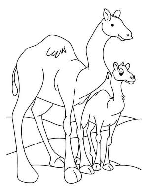 Deve boyama sayfası, Camel coloring page, Küçük Deve ile Anne Deve, 