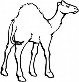 Deve boyama sayfası, Camel coloring page, Çizim Devesi, 