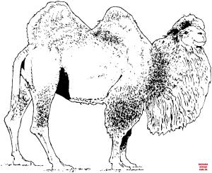 Deve boyama sayfası, Camel coloring page, , Camels Bactrian Camel