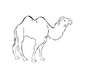 Deve boyama sayfası, Camel coloring page, İki hörgüçlü Deve, 