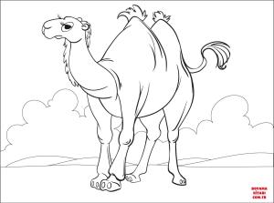 Deve boyama sayfası, Camel coloring page, , Camels Camel