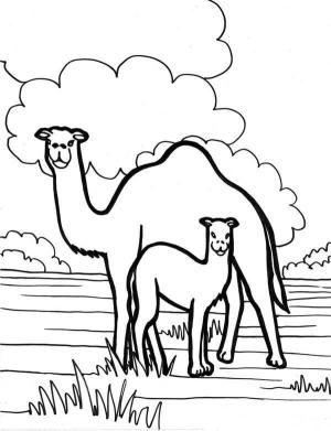 Deve boyama sayfası, Camel coloring page, Temel Anne Deve ve yavru Deve, 