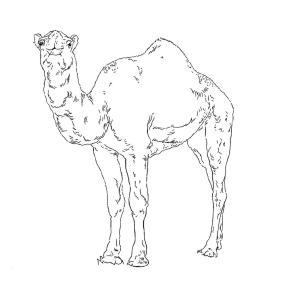 Deve boyama sayfası, Camel coloring page, Hörgüçlü Deve, 