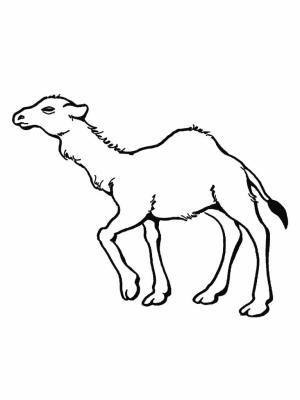 Deve boyama sayfası, Camel coloring page, Normal Deve, 