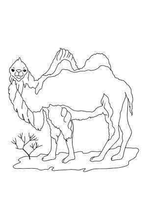 Deve boyama sayfası, Camel coloring page, İki Kamburlu Deve, 