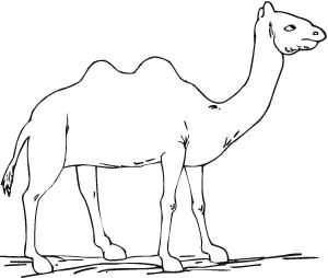 Deve boyama sayfası, Camel coloring page, Basit Deve, 