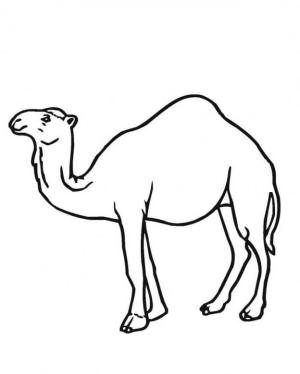 Deve boyama sayfası, Camel coloring page, Inanılmaz Deve, 