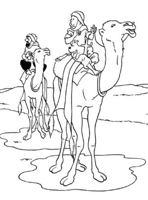 Deve boyama sayfası, Camel coloring page, Tenten Binme Devesi, 