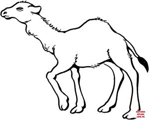 Deve boyama sayfası, Camel coloring page, , Camels Young Dromedary Camel