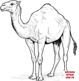 Deve boyama sayfası, Camel coloring page, , Camels Arabian Camel