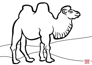 Deve boyama sayfası, Camel coloring page, , Camels Bactrian Camel