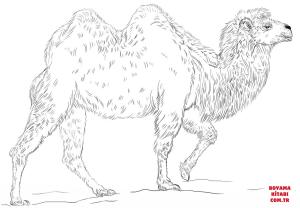 Deve boyama sayfası, Camel coloring page, , Camels Bactrian Camel