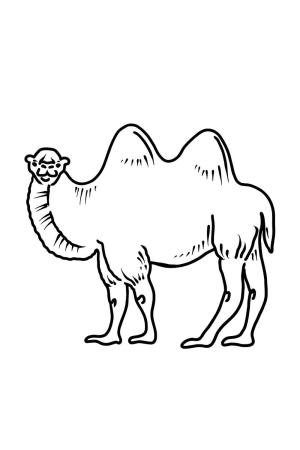 Deve boyama sayfası, Camel coloring page, İyi Deve, 