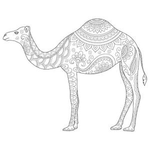 Deve boyama sayfası, Camel coloring page, Deve Mandalası, 