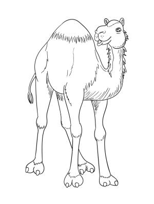 Deve boyama sayfası, Camel coloring page, Detaylı Deve, 