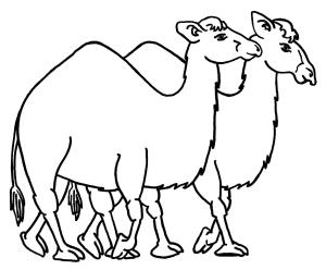 Deve boyama sayfası, Camel coloring page, Yürüyen İki Deve, 